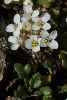 <em>Pritzelago alpina subsp brevicaulis</em>